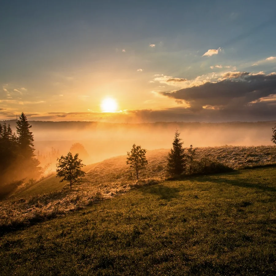 Soft golden light across a meadow at sunrise